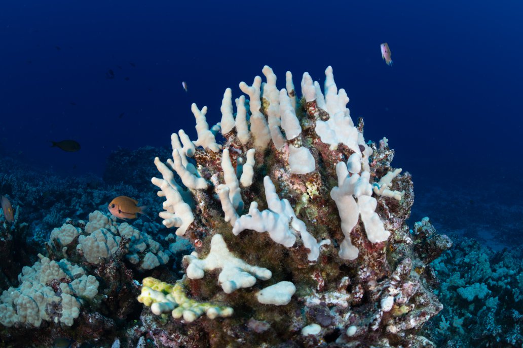 Bleached coral near Hawaii