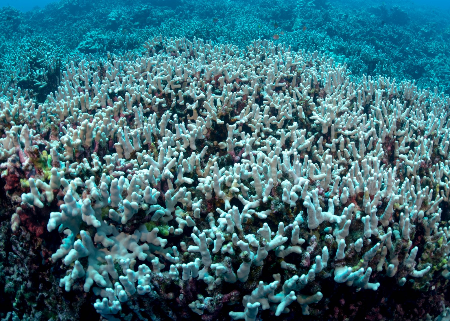 Bleached coral near Hawaii