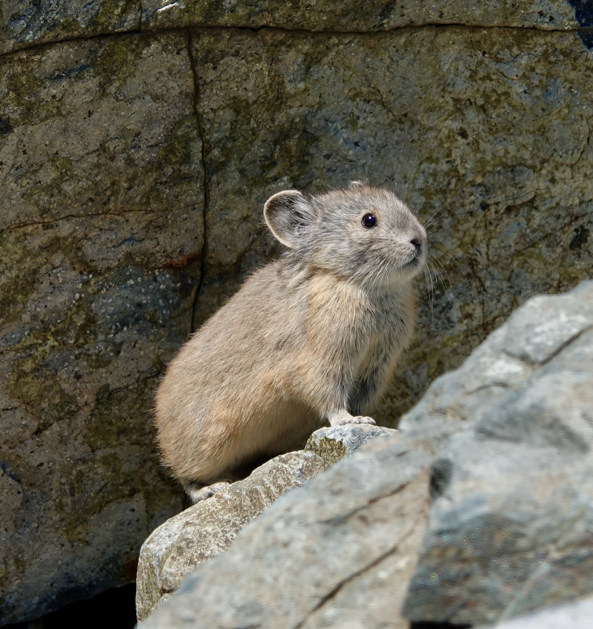 American pikas show resiliency in the face of global warming - ASU Now
