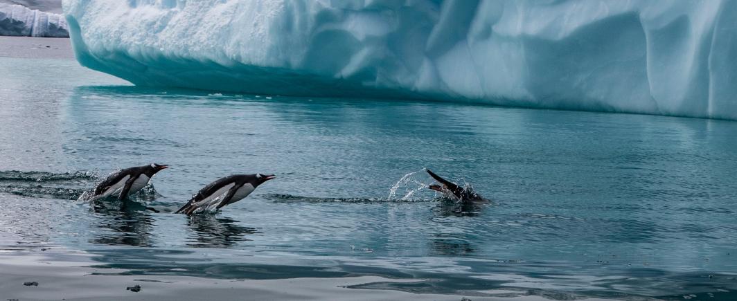 Flying penguins next to a glacier in Antarctica