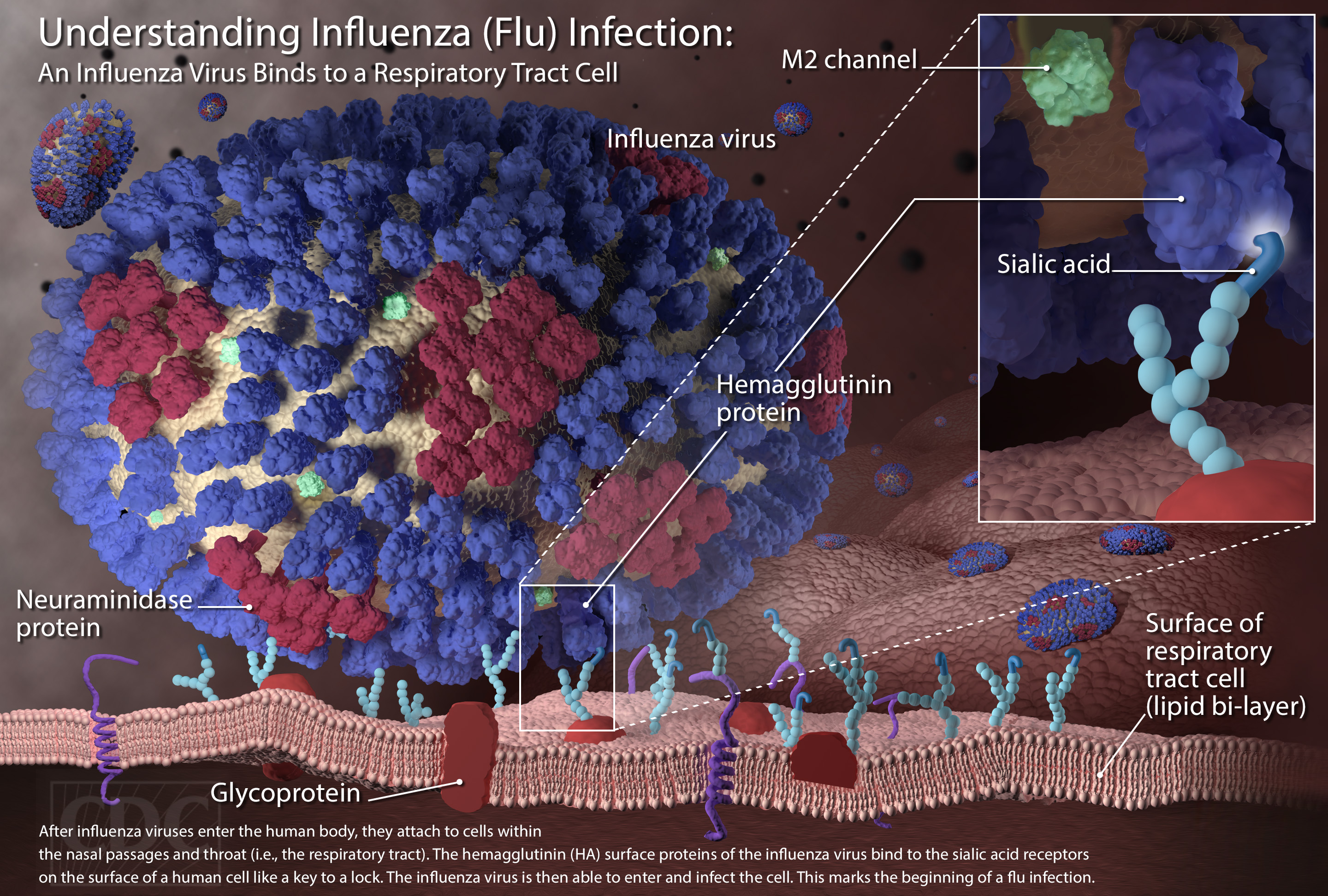 Thesis on the flu