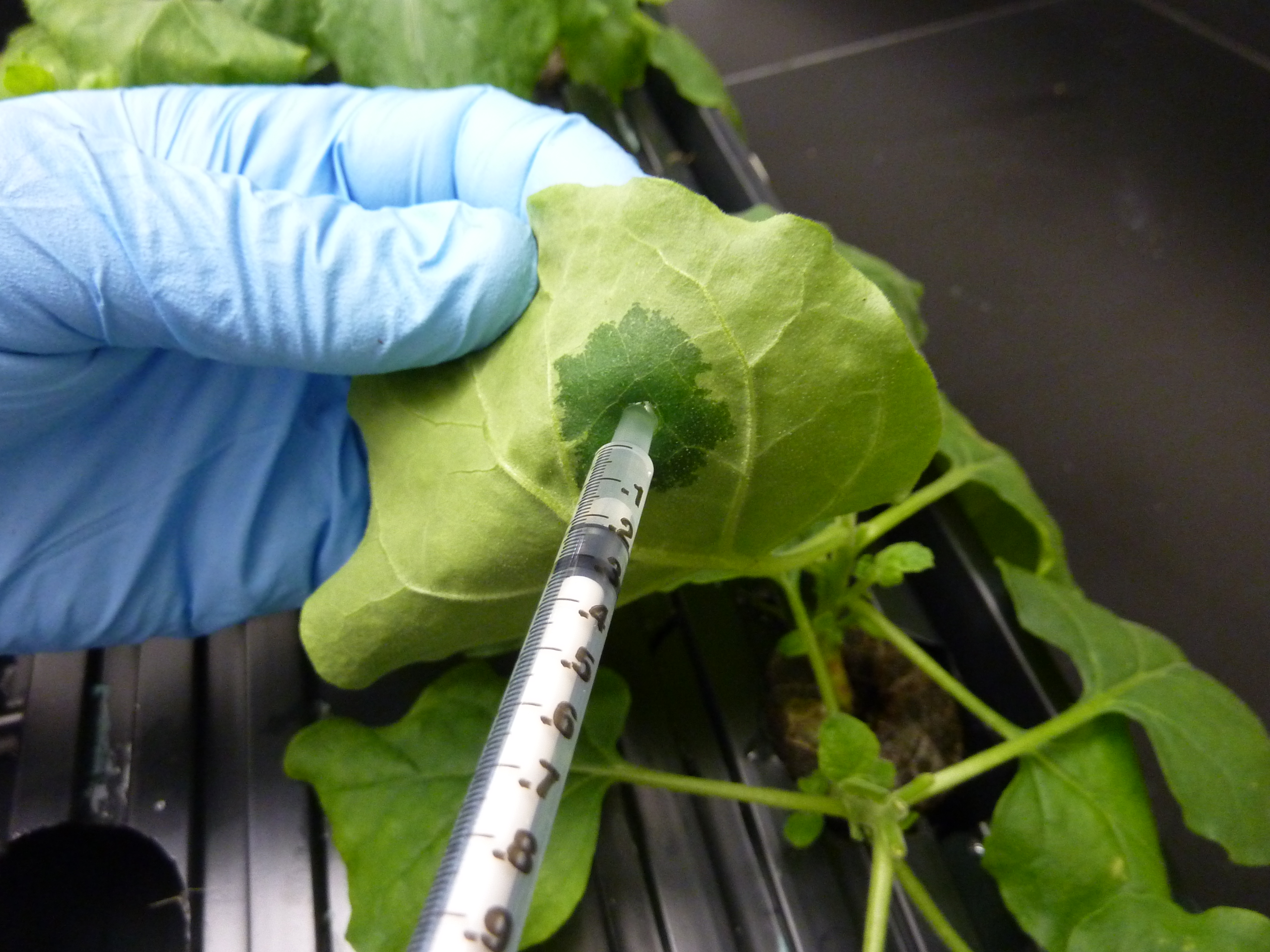 ASU Biodesign scientists develop improved, potentially safer Zika vaccine
