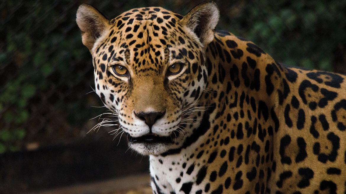 Building A Future For The Jaguar Asu Now Access