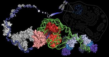 Ilustração que descreve a enzima telomerase
