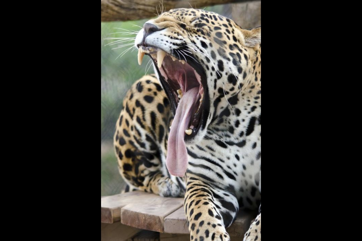 Image result for Jaguar walked through Mexican park