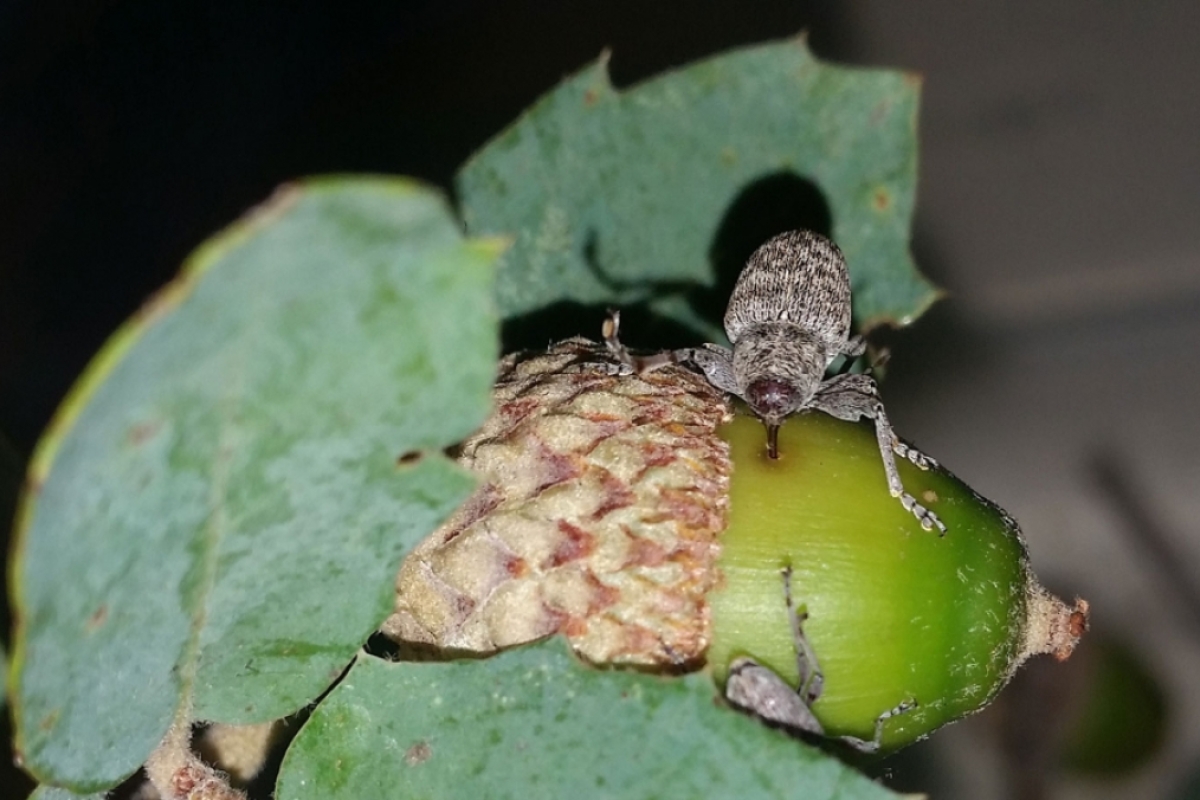 A weevil drills into an acorn.