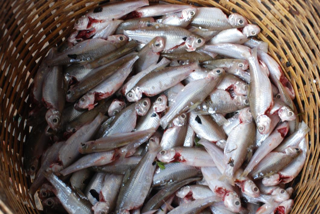 Fish from the Henicorynchus group are vital for food security in Cambodia.