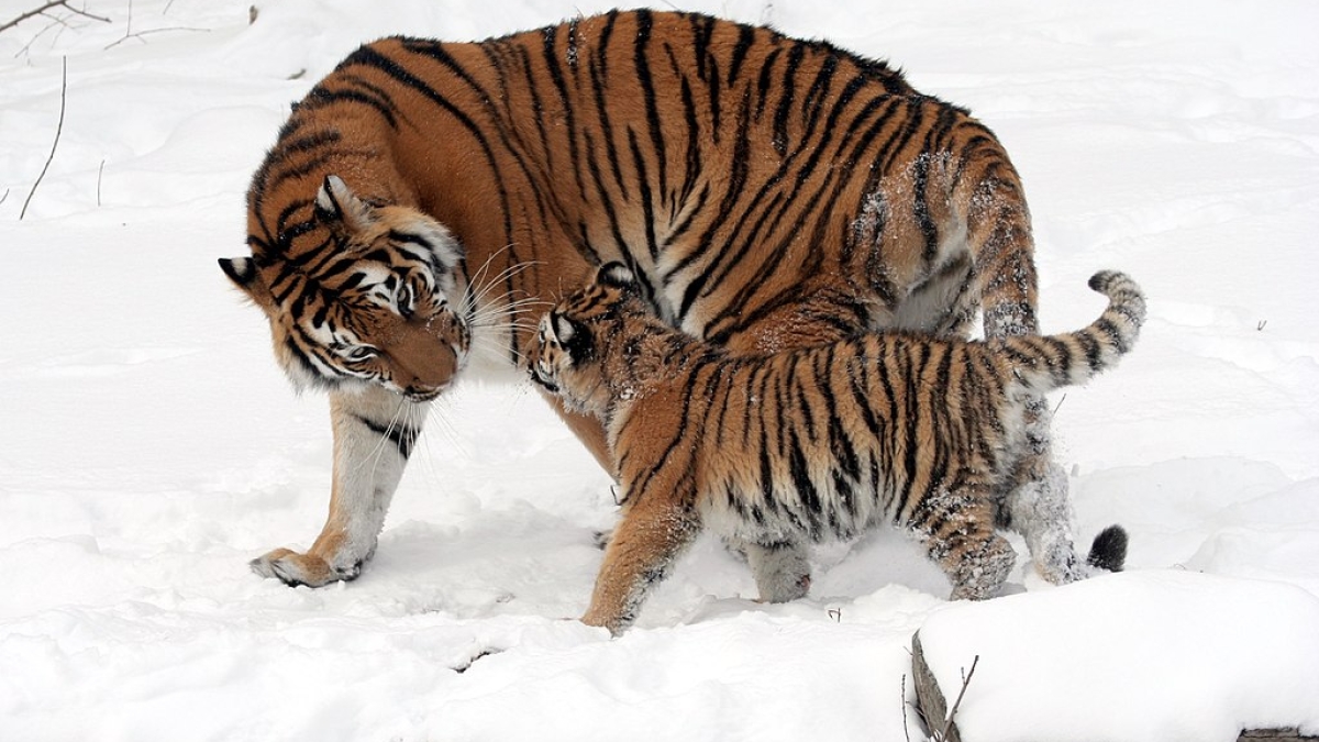 Tiger with cub ASU