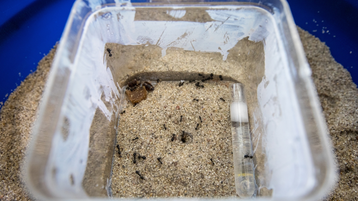 ants in a box in sand
