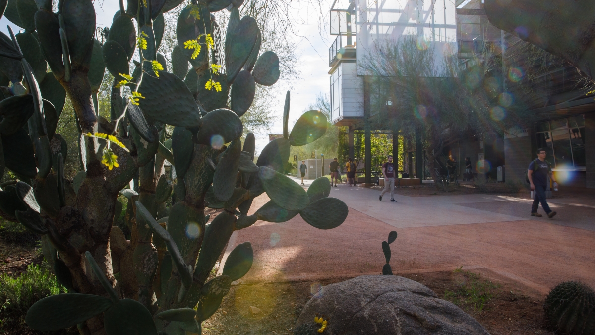 cacti and landscape at ASU Polytechnic campus