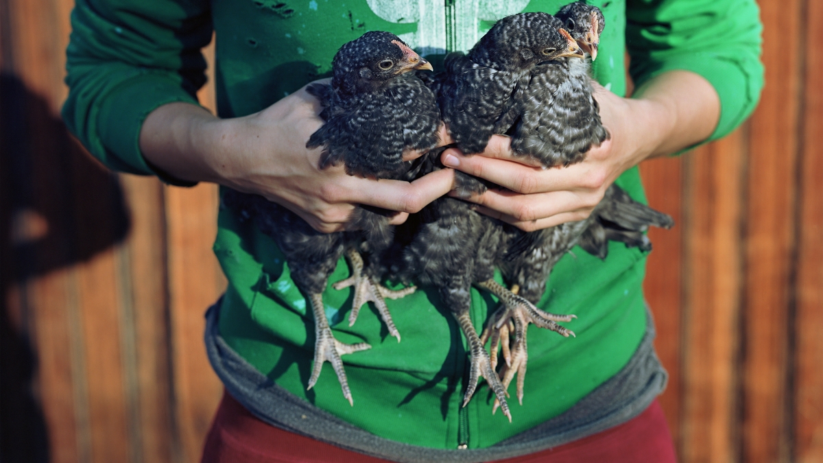 Holding chickens.