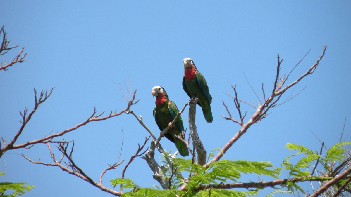 A pair of parrots sit in the upper branches of a tree.