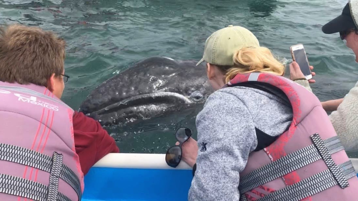 ASU students with gray whale calf