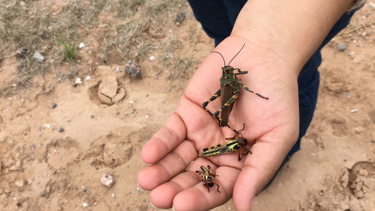 Three locusts in someone's palm