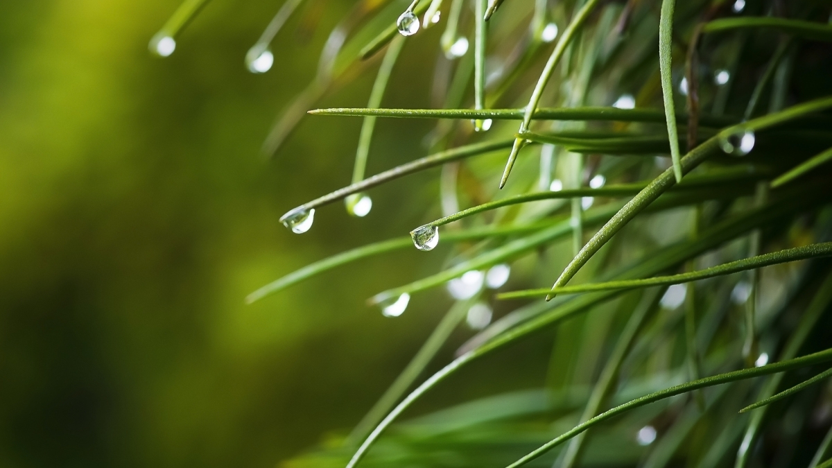 dewdrops on plant