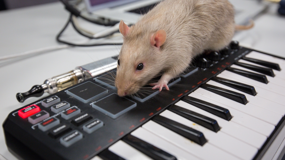 Rat on a keyboard.