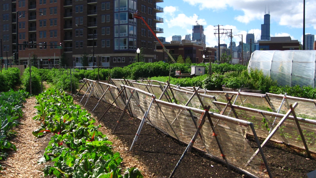 Rows of a garden are shown in front of an urban apartment building.