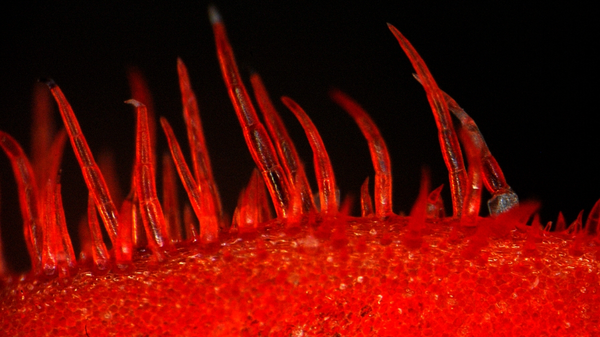 microscopy image of the edge of a flower petal 