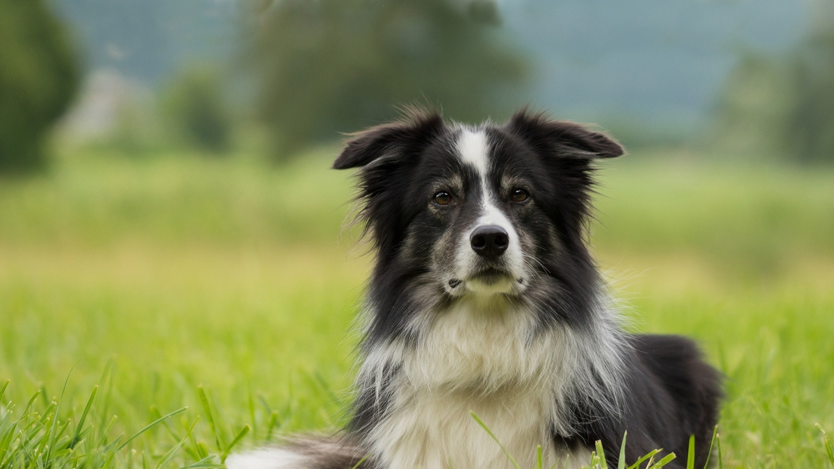 border collie lying down in grass