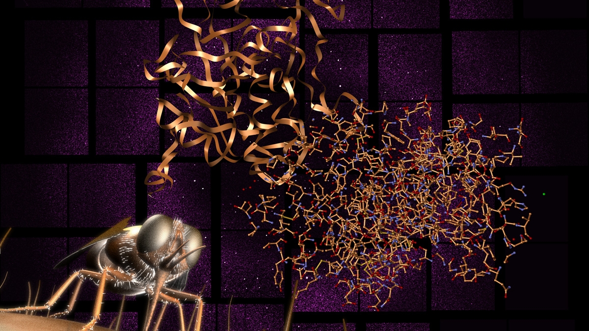 tsetse fly and structure of the enzyme that has just been solved
