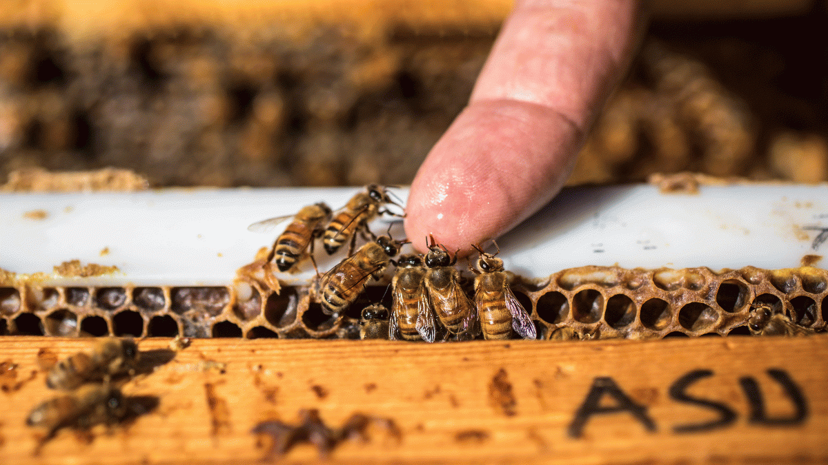 A bee researcher touches bees in a hive