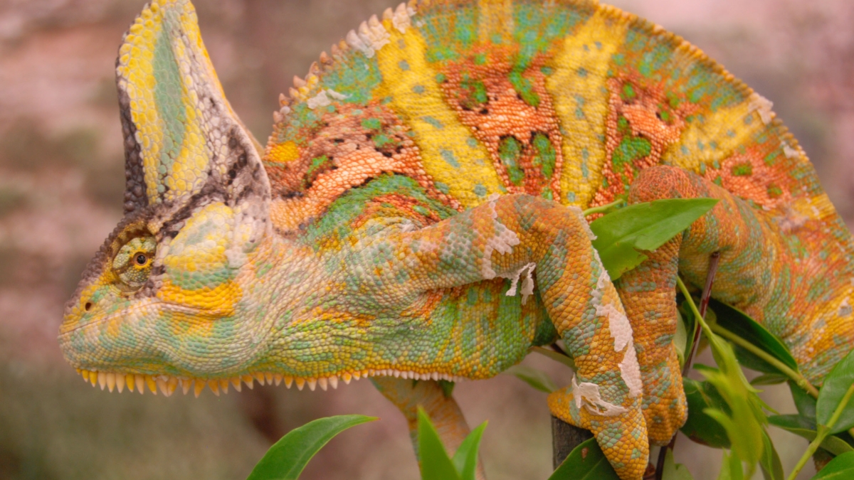 Color changes in chameleons convey different types of information.