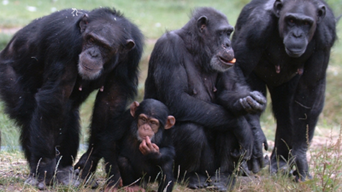 group of chimpanzees