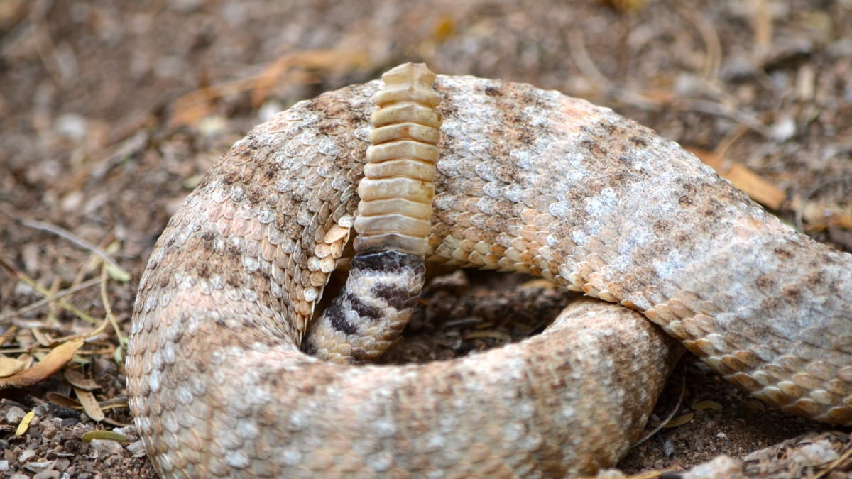 A rattlesnake rattle