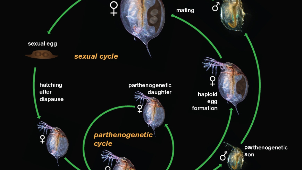 Illustration of the Daphnia reproduction cycle