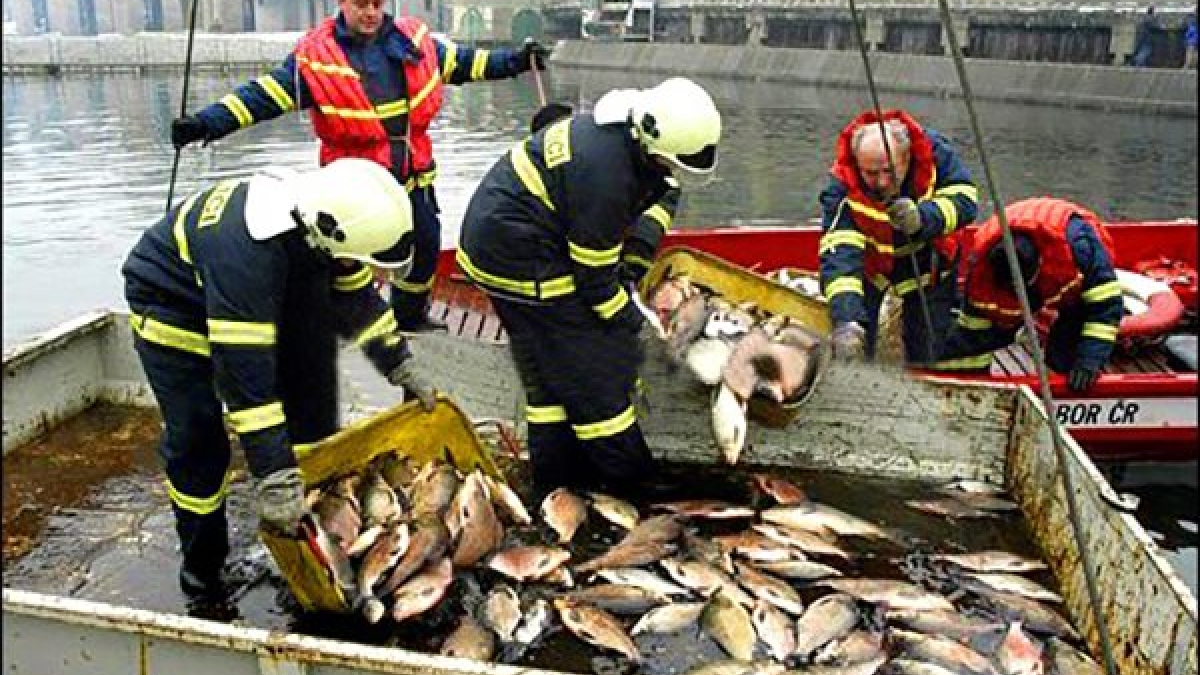 Authorities remove dead fish collected from the Tisa River in 2000