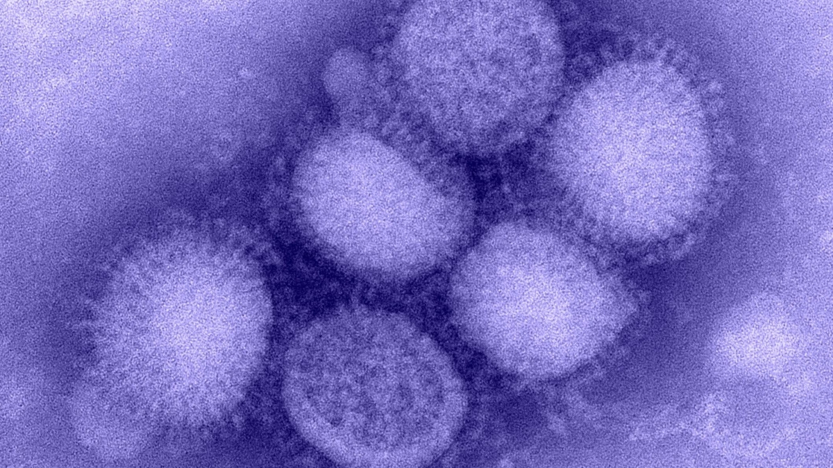 H1N1 influenza virus