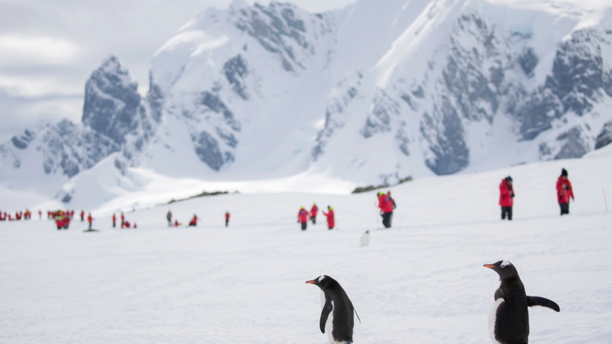 Group of ASU students hiking in the background with two penguins in the foreground in Antarctica