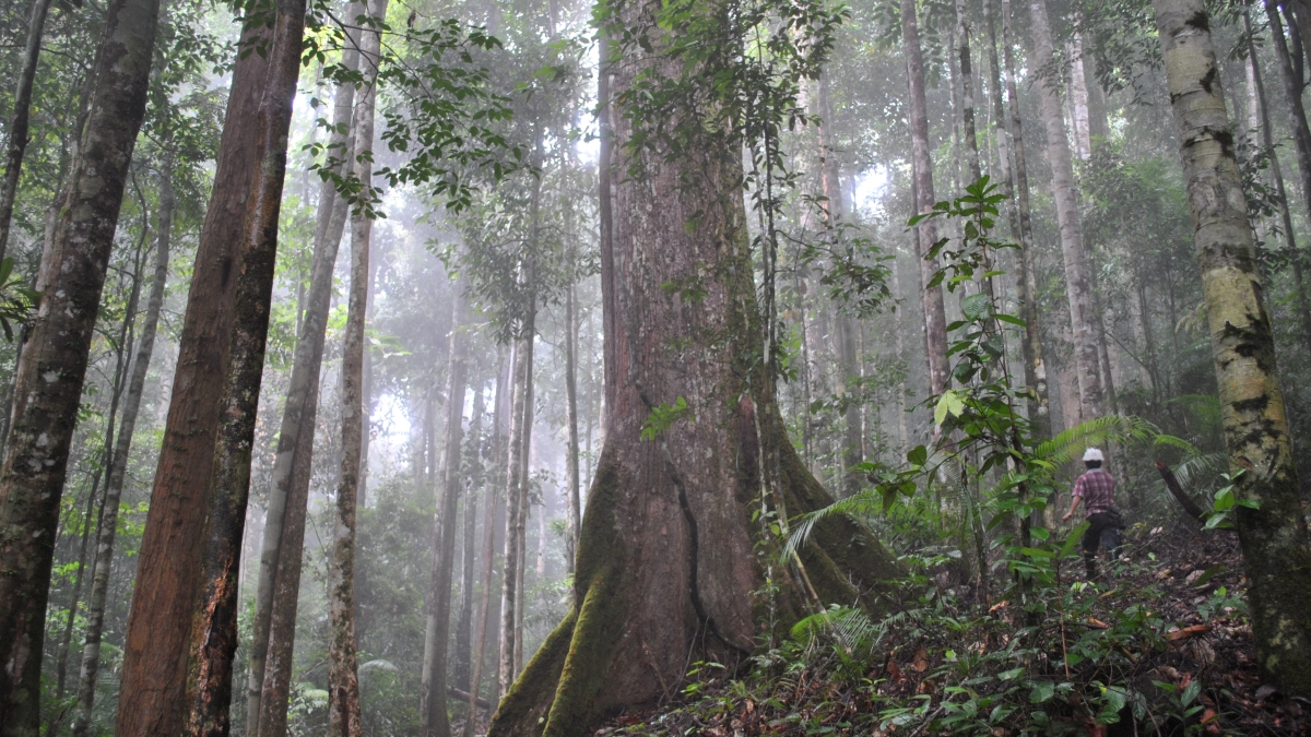  Primary tropical rainforest in Borneo