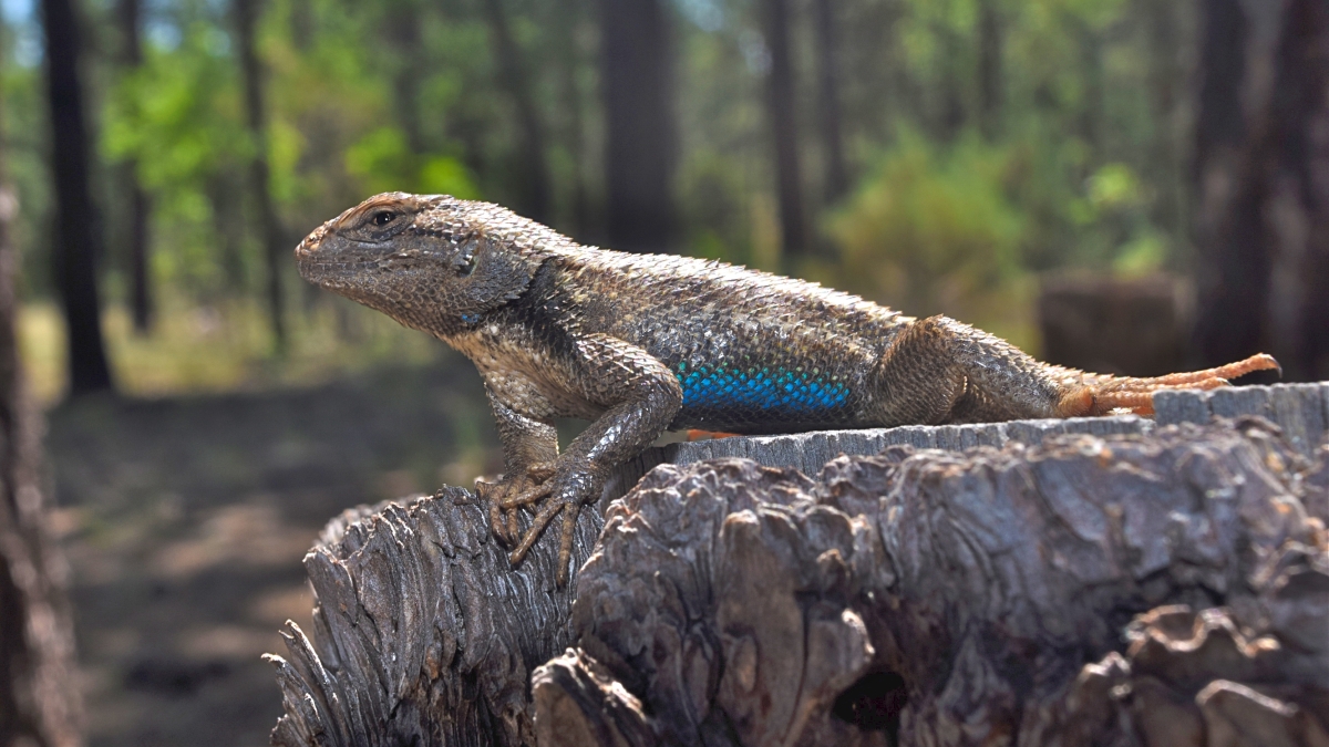 Global climate change is expected to negatively impact lizards.