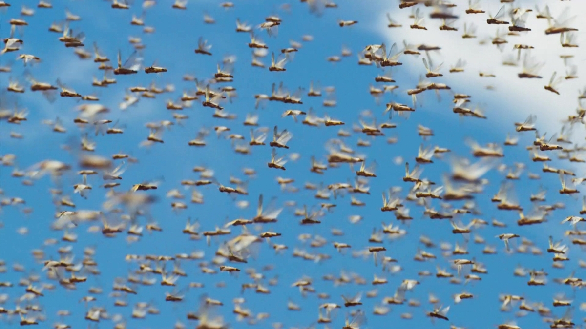 Swarm of locusts against blue sky