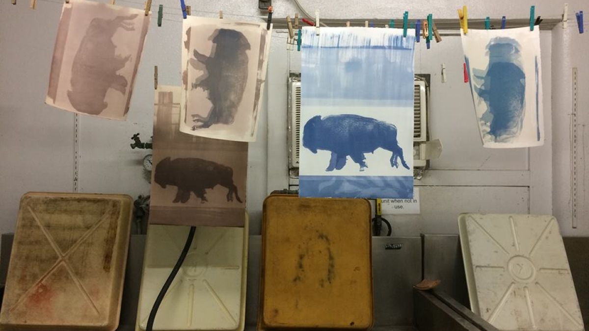 Cannupahanska Luger's test prints of a buffalo hang to dry
