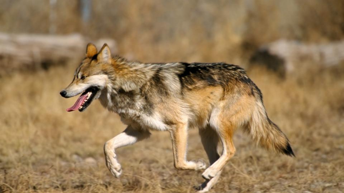 Mexican wolf running