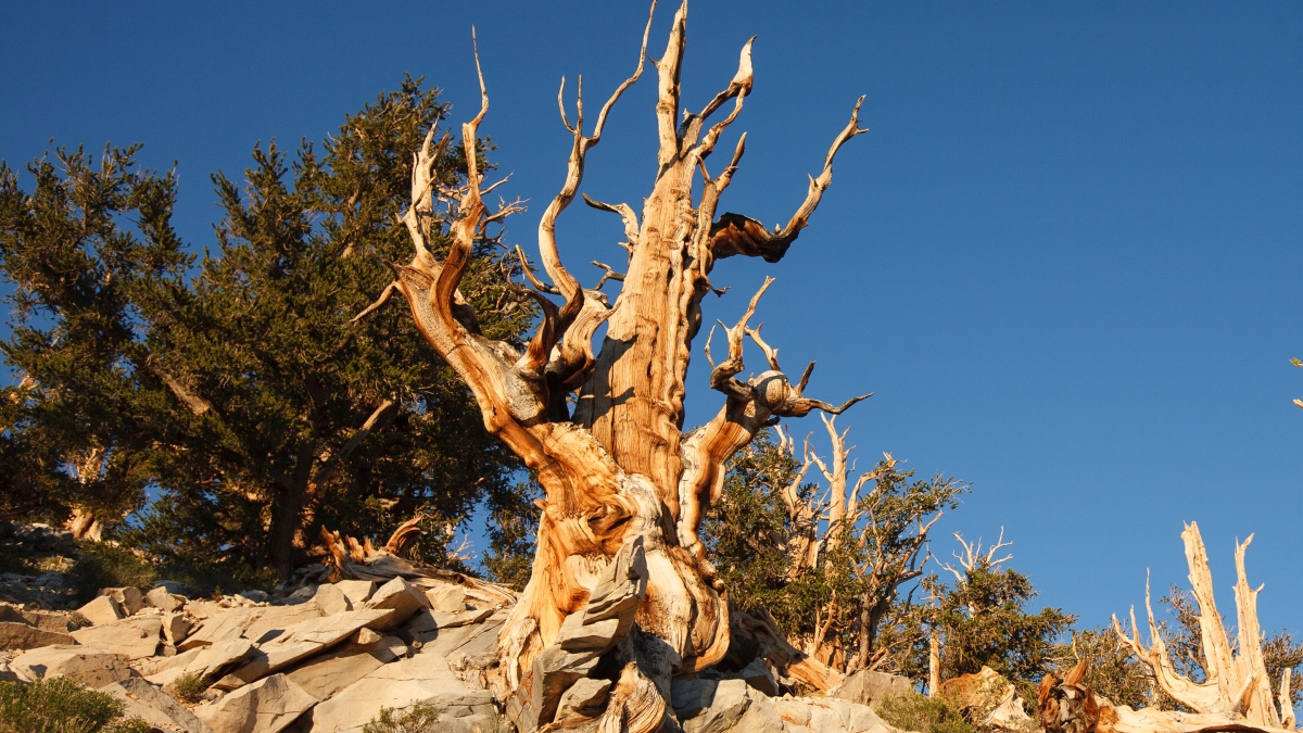 Ancient pine tree Methuselah