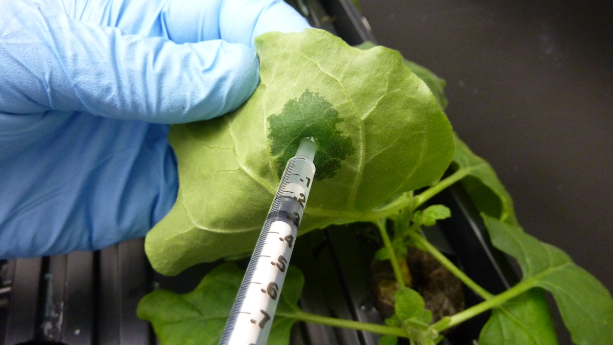 A syringe injects a fluid into a tobacco plant