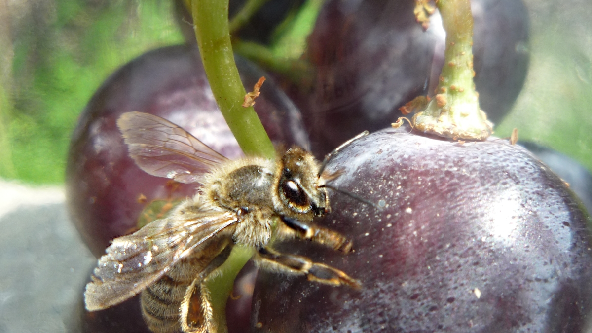 European honey bee on grapes containing resveratrol.