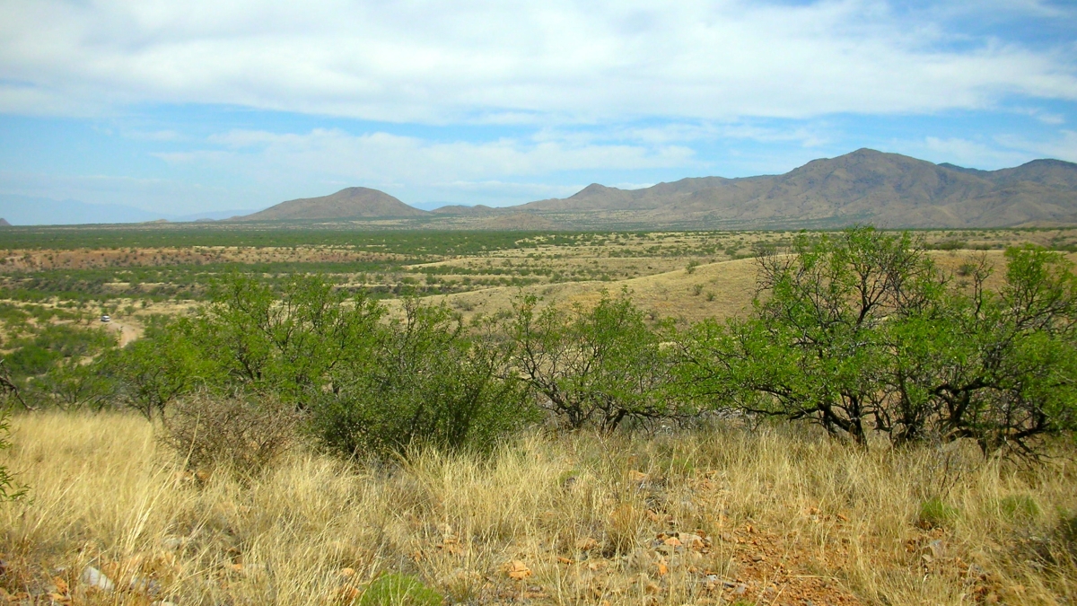 trees and shrubs and grasslands