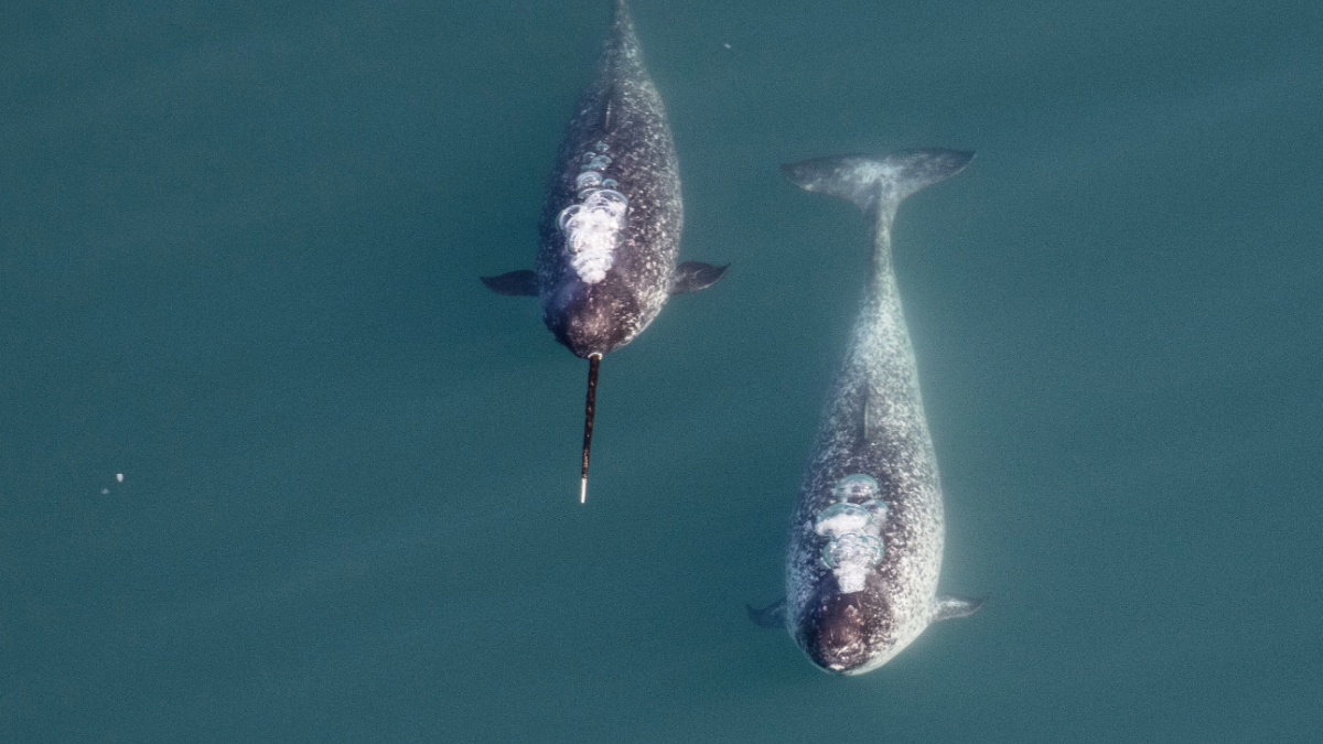view of narwhals from the ocean