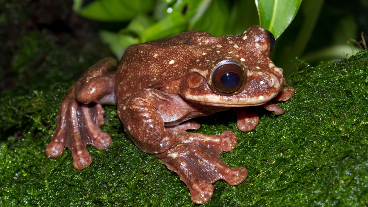 Rabbs fringe-limbed tree frog