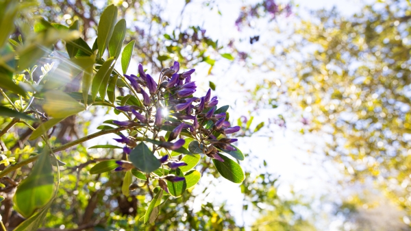 A cluster of purple buds in front of a bright beam of sunlight.