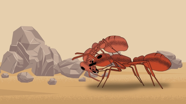 illustration of ant carrying another ant