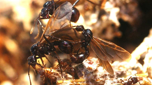 A close-up picture of an invasive parasitic ant species