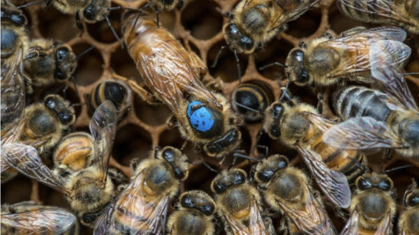A queen bee with a blue dot on its body is surrounded by worker bees