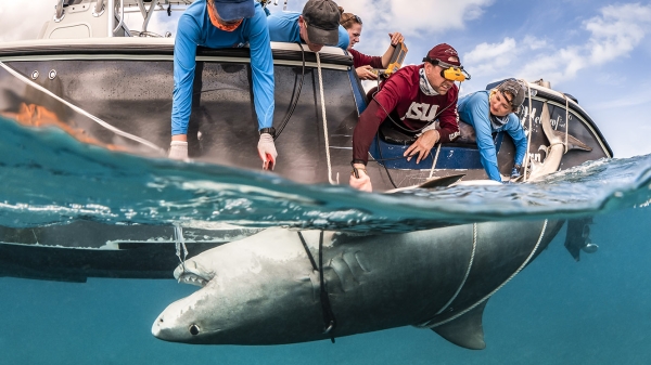 James Sulikowski and students examine a pregnant tiger shark with ultrasound
