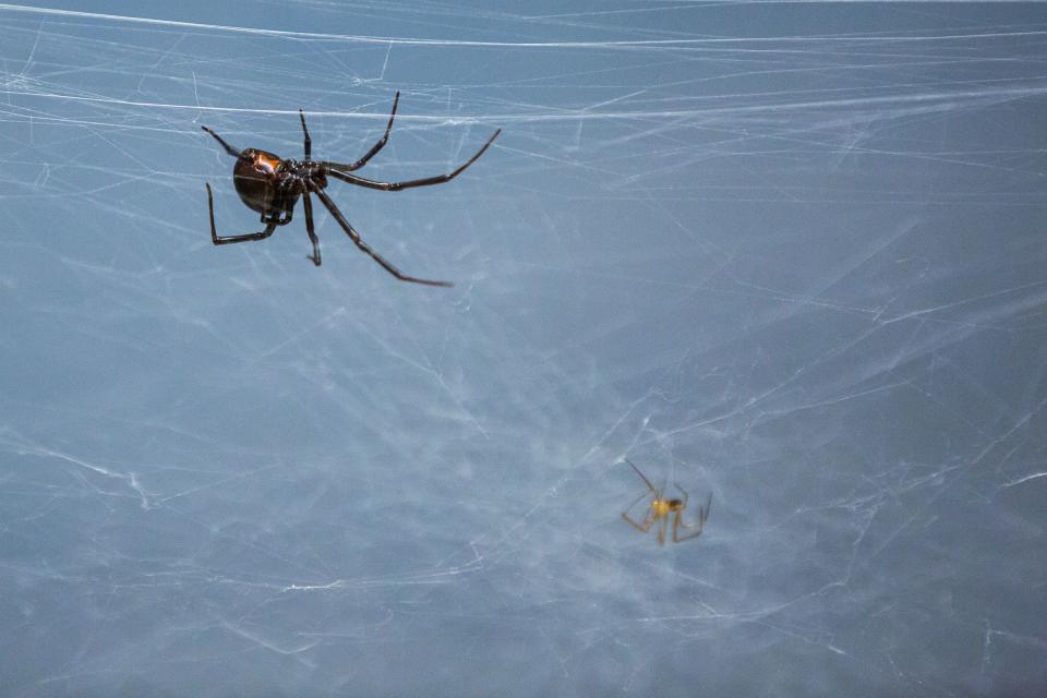 Black widow spiders on a web