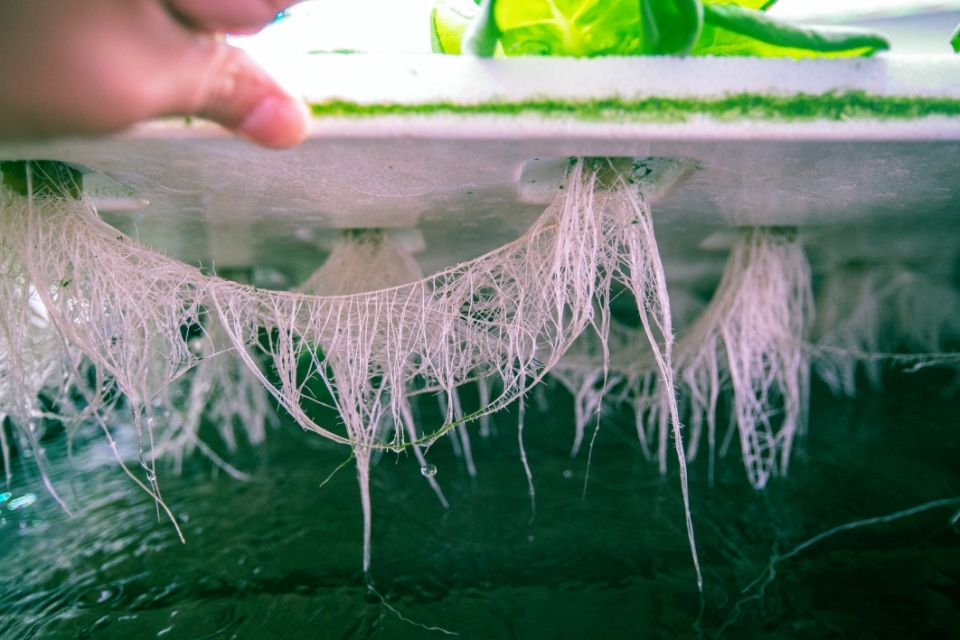 Lattice of lettuce roots in ASU vertical farm